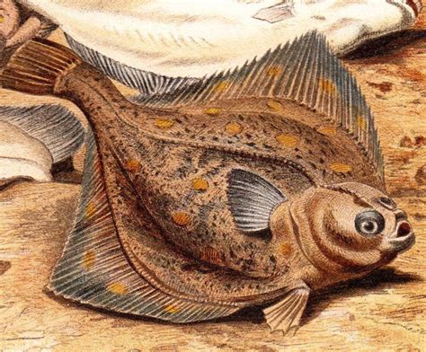 Pin By Bri Petes On Fish Reference Chromolithograph Plaice Fish