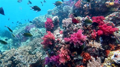 Snorkeling Raja Ampat Misool Nudi Rock Indonesia November