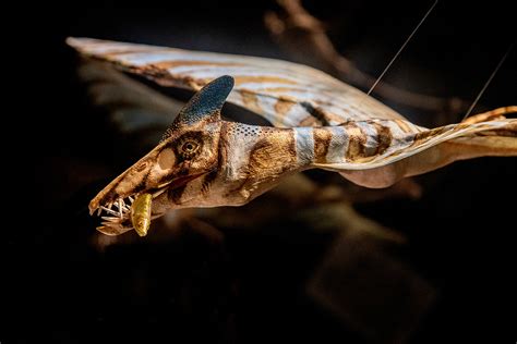 Snsb Staatliche Naturwissenschaftliche Sammlungen Bayerns Jahre