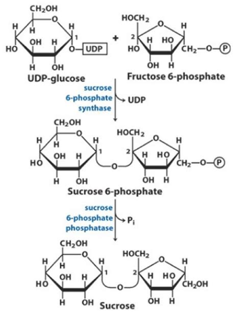 Sucrose