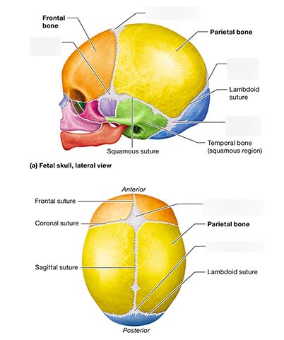 fetal skull Diagram | Quizlet