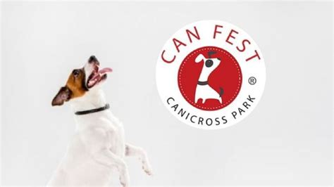 Can Fest Cu Ndo Y D Nde Esterilizar O Vacunar Gratis A Perros Y