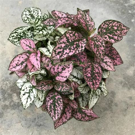 Ultimate Guide Care and Growing Guide for the Hypoestes Plants - House ...