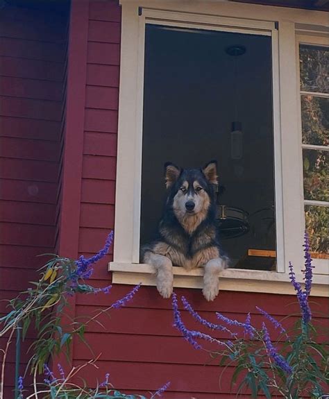 Canyon dog 🌖 | Dogs, Animals, Husky