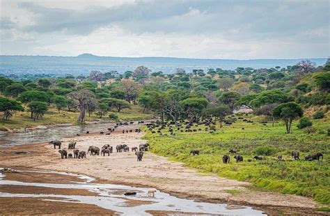 Tarangire Safari Lodge