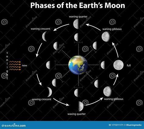 Diagrama De Las Fases De La Luna En La Tierra Ilustración del Vector