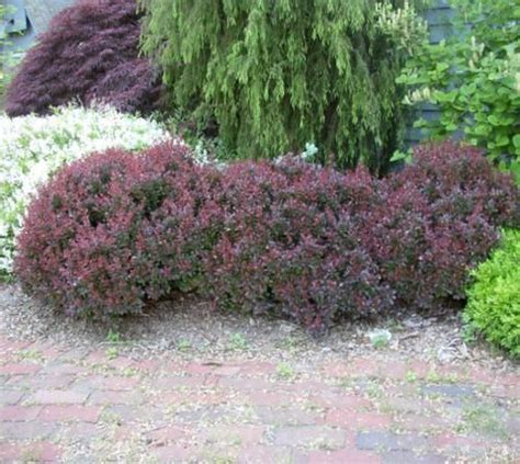 Crimson Pygmy Dwarf Japanese Barberry Mature Height Feet Mature