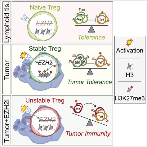 Targeting Ezh2 Reprograms Intratumoral Regulatory T Cells To Enhance