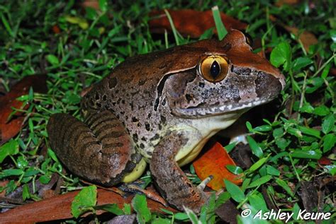 Australian Frogs Photography Keunea Photography Giant Barred Frogs