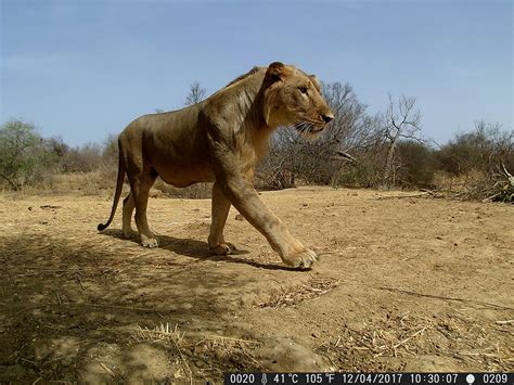 Brigade Félins Wildcamera Julien Chevillot Flickr