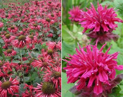 Growing Bee Balm In Containers A Full Guide Gardening Tips