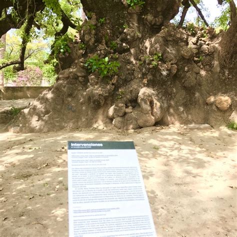 Rbol Omb Centenario Rbol En Sevilla