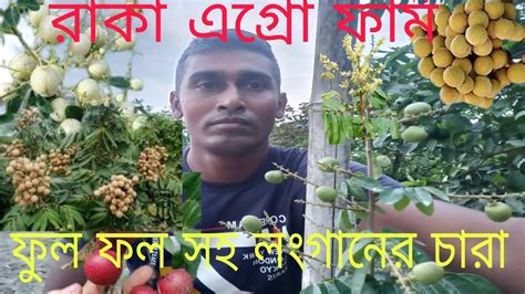 ফুল ফল সহ লংগানের ভ্যারাইটি নিতে যোগাযোগ করুনএক ফিট গাছে ফল আসেছাদ