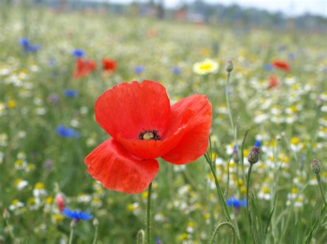 Images Gratuites La Nature Herbe Champ Prairie Prairie Fleur