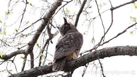 Great Horned Owl Youtube