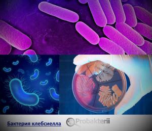 Бактерия клебсиелла (Klebsiella pneumoniae и oxytoca ) в кишечнике и ...