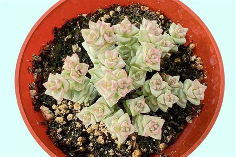 9 Rare Variegated Succulents To Buy NOW To Grow Your Interesting Collection