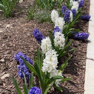 Mulching Flower Beds: Tips and Tricks | Best Mulch for Flowers | Bulb Blog