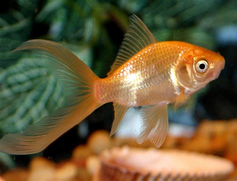 Comet Goldfish Care (Carassius auratus) - Aquarium API