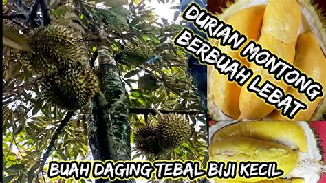 Pohon Durian Bawor Berbuah Lebat Youtube