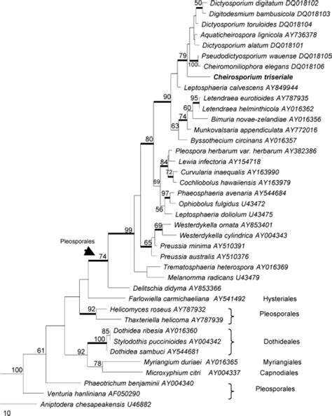 Phylogenetic Tree Generated From Parsimony Analysis Based On S Rdna