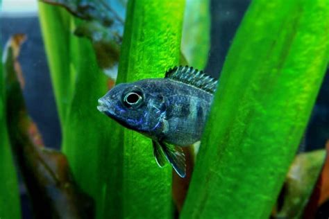 Blue Dolphin Cichlid: Species Profile & Care Guide