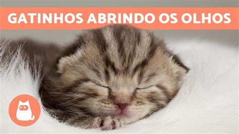 Quando Os Filhotes De Gato Abrem Os Olhos Sobre Os Olhos