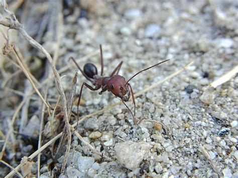 Nature’s Miniature Compass: Desert Ants Use Earth’s Magnetic Field to ...