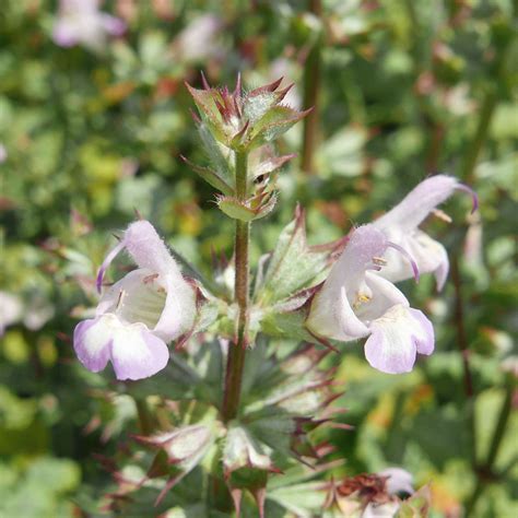 Salvia Taraxacifolia Yuccashop