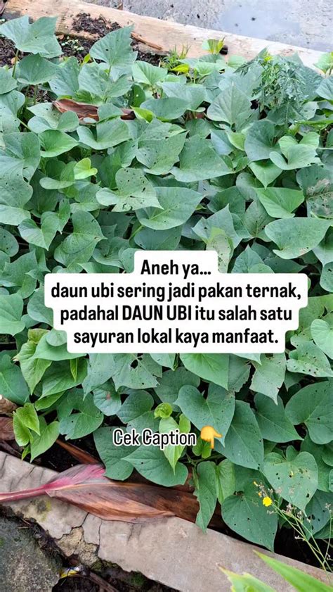 Daun Ubi Rambat Manfaat