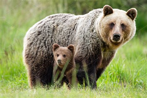 A caring she-bear protecting her | High-Quality Animal Stock Photos ...