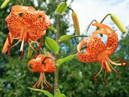 Tiger Lily Meaning in the Language of Flowers - Petal Republic