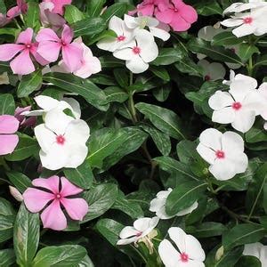 Bright Eyes Periwinkle Vinca Rosea Dwarf White Pink Etsy