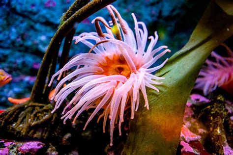 Colorful sea creatures stock image. Image of flower - 114483279