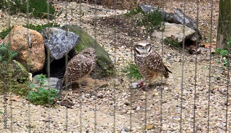 Burrowing Owl Athene Cunicularia Also Called The Shoco Is A Small