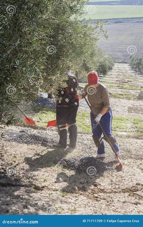 Farmer During The Campaign Of Olive In A Field Of Olive Trees Editorial