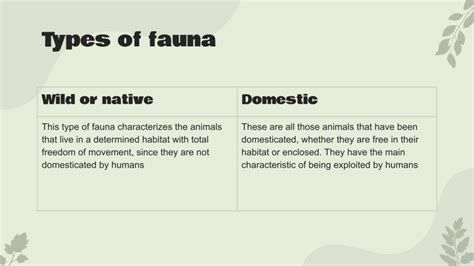 Flora and Fauna: What Are They? | Google Slides & PPT