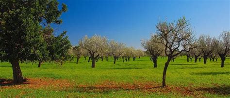 Alcudia Weather - Mallorca