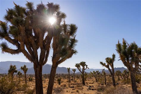 Joshua Tree National Park | Hiking the World