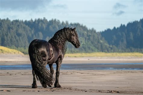 All About Friesian Horses Horse Illustrated