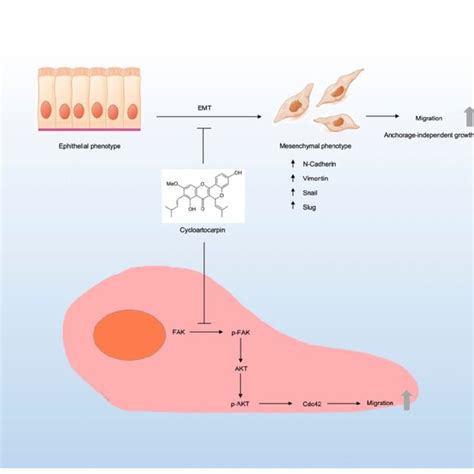 Schematic Display Of The Underlying Mechanism Of Cycloartocarpin In The