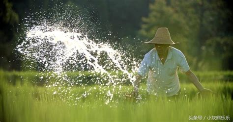 百部九十九條根，不僅對人有益處同時也是保護莊稼的好幫手 每日頭條