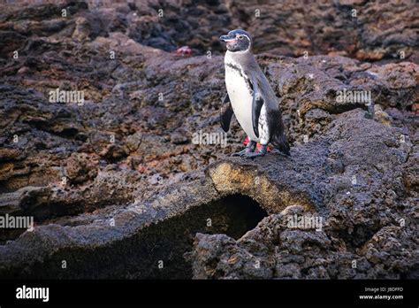 Galapagos Penguin Spheniscus Mendiculus Standing On Top Of The Lava