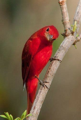 Pin By Christine Duval On Les Oiseaux Beautiful Birds Exotic Birds