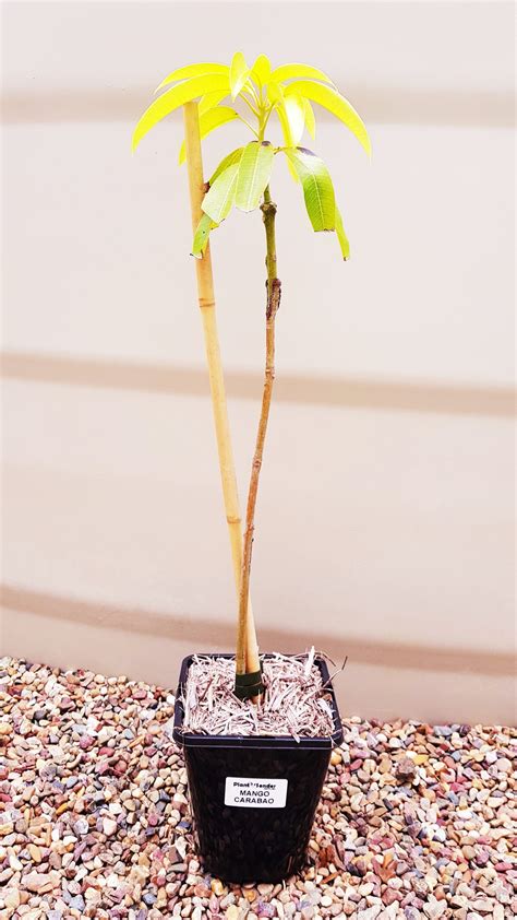 Carabao Mango - Plant Sender, Fruit Trees