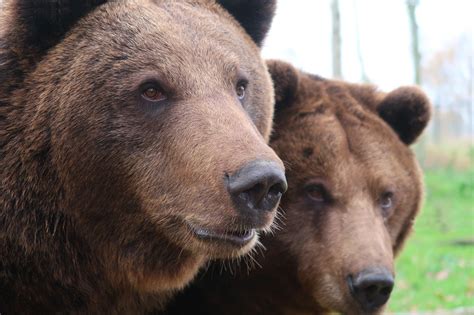 Alert N Prahova Un B Rbat N V Rst De De Ani A Fost Atacat De