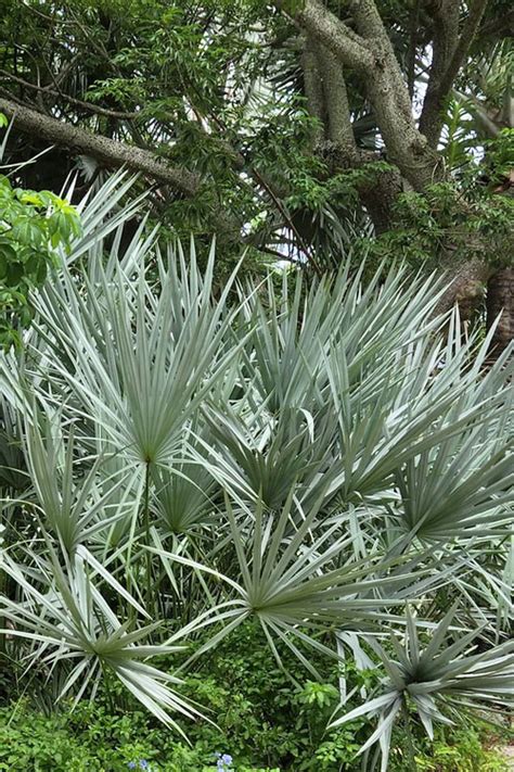 Buy Silver Saw Palmetto Palm FREE SHIPPING Wilson Bros Gardens 3