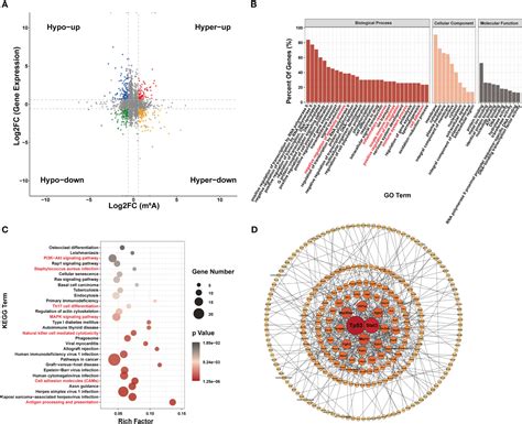 Frontiers Transcriptome Wide Identification Of Altered RNA M6A