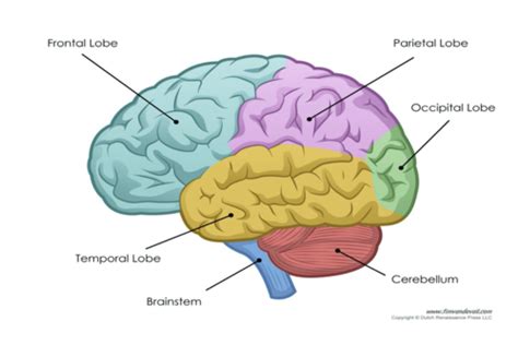 Icr Brain Tumors Flashcards Quizlet