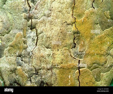 Bark of the Maritime Pine, (Pinus pinaster Stock Photo - Alamy